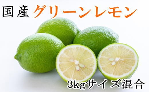 mYna̎RYO[3kgiTCYj2025N10{菇mTM7na̎RCs12000ʕEt[c݂Ek