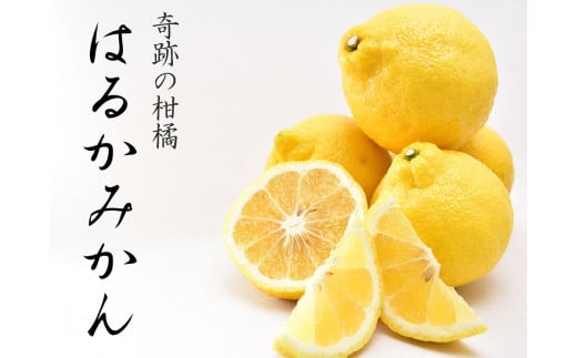 はるかみかん 約6kg 大小混合 《ご家庭用》 ちょっと訳あり 和歌山県産 農園直送 まごころ産直みかん 【北海道・沖縄県・一部離島 配送不可】果物 フルーツ ミカン 蜜柑 わけあり 訳アリ 完