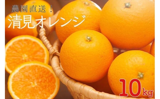 訳あり 清見オレンジ10kg【和歌山の清見オレンジ】3月中旬から4月中旬に和歌山県まごころ産直みかんより直送 清美 清見 きよみ キヨミ 清美オレンジ きよみオレンジ キヨミオレンジ 清見タ