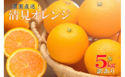 訳あり 清見オレンジ5kg【和歌山の清見オレンジ】3月中旬から4月中旬に和歌山県まごころ産直みかんより直送 清美 清見 きよみ キヨミ 清美オレンジ きよみオレンジ キヨミオレンジ 清見タ