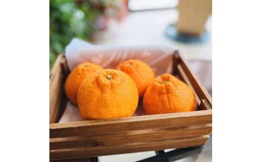 Lc炿̔Zsm(ƒp) 2.5kgms\nmMS40na̎RCs9000ʕEt[c݂Ek