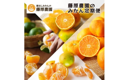 【毎月お届け全12回】みかんのサブスク 定期便 頒布会|旬のカンキツを産地直送で毎月お届け 家庭用 和歌山県 海南市 【毎月お届け全12回】和歌山県海南市176000果物・フルーツみかん・柑