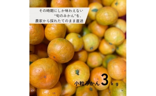 下津みかん 小粒みかん 約3kg和歌山県海南市8000果物・フルーツみかん・柑橘類