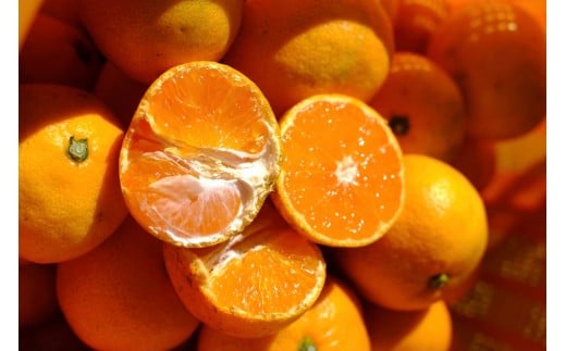 ms\nm󂠂n~݂̂i݂jS`LTCY 2kg{200giݕ⏞jm2025N11{蔭na̎RCs6000ʕEt[c݂Ek