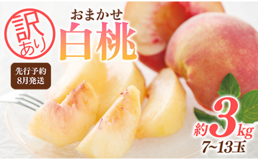 FYN9-731 ≪2026年先行予約≫ ご家庭用 8月発送 山形県産 品種おまかせ 白桃 約3kg(7〜13玉) 2026年8月上旬から順次発送 はくとう 桃 もも モモ 果物 くだもの 夏果実 フルーツ 訳あり 農業者支援 家