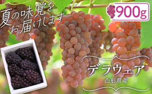 FYN9-918 ≪2026年先行予約≫山形県産 デラウェア 900g(5〜8 房) 秀品 2026年8月上旬から順次発送 種無し 小粒 食べやすい ぶどう ブドウ 葡萄 くだもの 果物 フルーツ 夏果実 箱入り 中元 贈り物 ギ