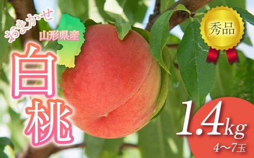 FYN6-224 ≪2026年先行予約≫贈答用 山形県産 おまかせ 白桃 1.4kg(4〜7玉)秀品 2026年8月下旬から順次発送 柔らかくなる桃 夏果実 果実 果物 くだもの フルーツ 桃 もも ピーチ 化粧箱 贈答 ギフト