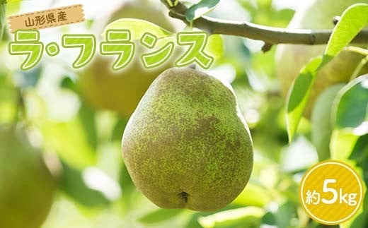 FYN6-166 山形県産 洋梨 ラ・フランス 約5kg(12〜16玉) 2025年11月上旬から順次発送  洋梨 洋なし ラフランス 秋果実 果物 くだもの フルーツ 自宅用 家庭用 贈答 贈り物 ギフト プレゼント 産地直