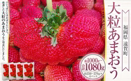 大粒あまおう 4パック 計約1000〜1080g あまおう いちご イチゴ 苺 果物 くだもの フルーツ【2026年2月上旬〜4月上旬発送予定】福岡県遠賀町16500果物・フルーツいちご