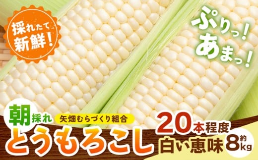 Ƃ낱 b 8kg 20{ ̂ N[ ؒY ނÂg s2026N6{-7{oׁtȖ، ؒ gERV ؓȖ،ؒ13500؁ÊƂ