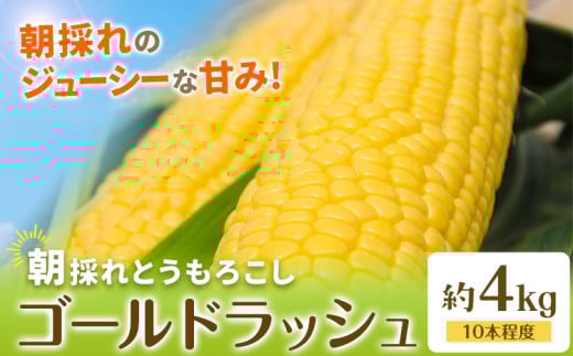【先行予約】 とうもろこし 約4kg(10本程度) 野木町産 老沼 利治《2026年6月中旬-7月中旬頃出荷》栃木県 野木町 ジューシー 生食可能 旬の野菜 健康食 バーベキュー 焼き 茹で とうもろこし ゴ