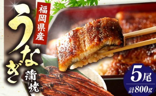 Y Ȃ  5 v 800 gi1 160gȏjsLOsty{Vz Y V Ă [VAD004]LOs31000ECYȂ