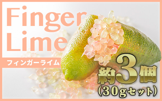 tBK[C Rxiv30gjyFINGER LIME JAPANFziFʔN7`12jLrA C  t[c LrA h ӂ邳Ɣ[Ł@SY-1Odhs10000ʕEt[c̑