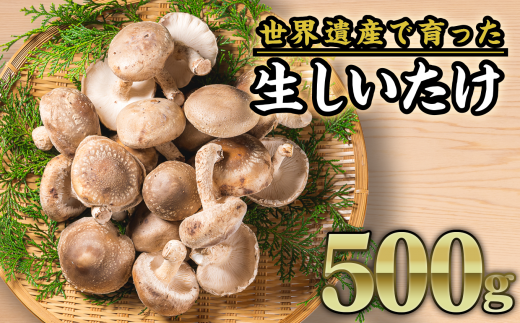 生しいたけ 約500gセット<お試し商品> FA-2三重県尾鷲市5000野菜・きのこきのこ