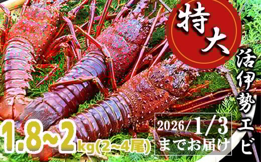 劈ɐGr1.8kg`2kgi2`4ji10/15`2026/1/3܂ł͂ \12/15j  Gr  CZGr  N CN Yn  hg Ă ` Mtg  蕨 j j