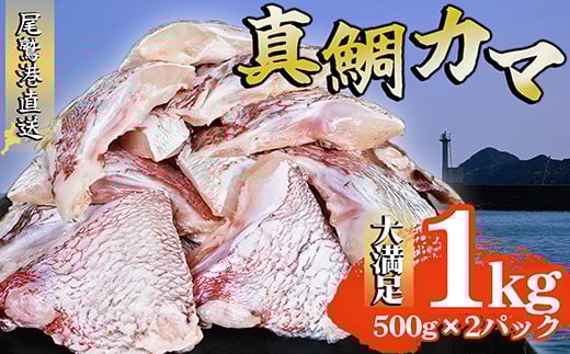 真鯛カマ 切り落とし 大満足 1kg 500g×2 パック 小分け 国産 希少部位 真鯛 マダイ 鯛 タイ たい ソテー 塩焼き  煮付け 鯛めし 人気 大満足 美味しい 魚介類 海鮮 バーベキュー BBQ  冷凍 肉厚 ふ