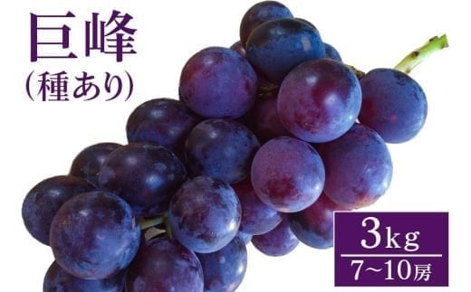 【 2025年 先行予約 】 巨峰 3kg ( 種あり) 開田ぶどう園 7房 〜 10房 ぶどう ブドウ 国産 果物 くだもの 葡萄 フルーツ 3キロ 8月 下旬 9月 発送 夏 秋 旬 品種 茨城県産 産地直送 産直 農家直送 冷
