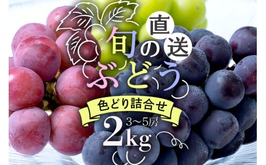 【 2025年 先行予約 】 旬のぶどう 色とりどり 詰合せ 2kg 太郎兵衛果樹園 3房 〜 5房 詰め合わせ 品種 お任せ 食べ比べ セット 果物 くだもの ぶどう ブドウ フルーツ 2キロ 9月 10月 発送 秋 旬