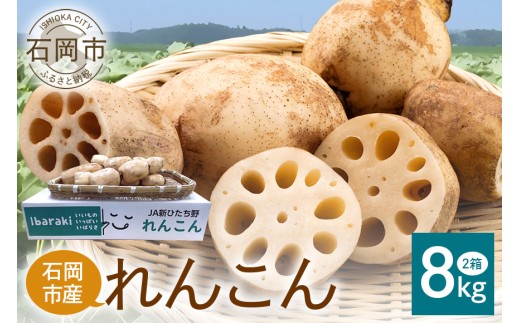 れんこん 2箱 ( 約 8kg ) 新ひたち野大地のめぐみ 旬の野菜 季節限定 良質 レンコン 蓮根 根菜 野菜 旬 新鮮 農産物 食品 産地直送 農園直送 茨城県 石岡市 (B01-013)茨城県石岡市20000野菜・きのこ