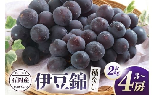【 2025年 先行予約 】 伊豆錦 ( 種なし ) 2kg 石田ぶどう園 3房 〜 4房 種なし ぶどう ブドウ 国産 果物 くだもの 葡萄 種無し フルーツ 2キロ 9月 10月 発送 秋 旬 品種 茨城県産 産地直送 産直 農