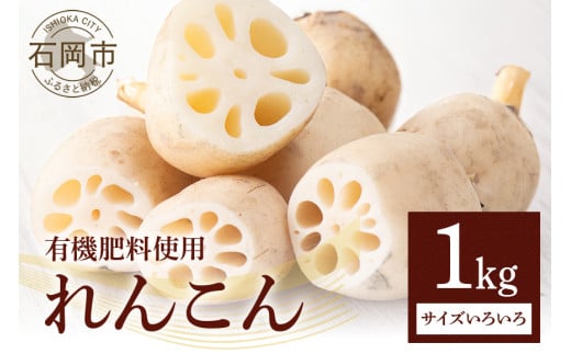 񂱂 1kg (TCY낢) @ R Y  {   Yn Y  ΂炫݂ǂF擾 (A23-002)錧Ήs4000؁Ê卪EjWEؗ
