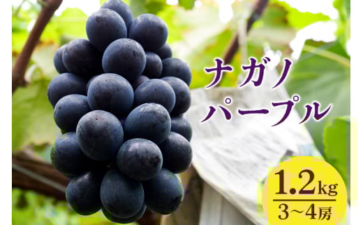 y 2025N s\ z iKmp[v 1.2kg JcԂǂ 3[ ` 4[ Ԃǂ uhE Y ʕ   t[c 1.2L 1kg ȏ 8 { 9   H { i 錧Y Yn Y