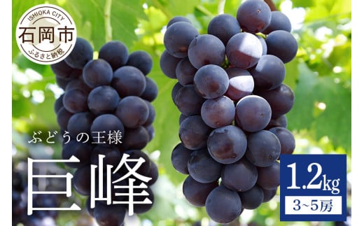 【 2025年 先行予約 】 巨峰 1.2kg ( 種あり ) 鈴木ぶどう園 3房 〜 5房 ぶどう ブドウ 国産 果物 くだもの 葡萄 フルーツ 1.2キロ 8月 下旬 9月 10月 発送 夏 秋 旬 品種 茨城県産 産地直送 産直 農家