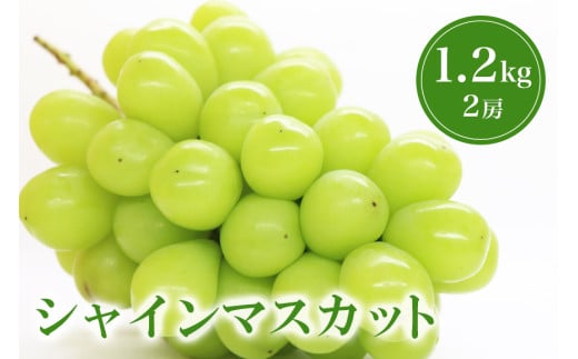 【 2025年 先行予約 】 シャインマスカット 1.2kg 鈴木ぶどう園 2房 ぶどう ブドウ 国産 種なし 果物 くだもの 1.2キロ 種無し 皮ごと食べられる 甘い フルーツ 10月 発送 旬 秋 茨城県産 産地直送