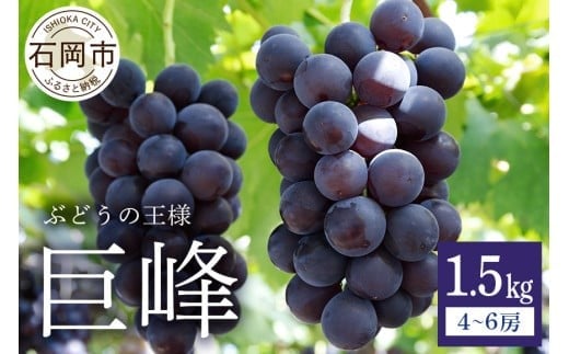 【 2025年 先行予約 】 巨峰 1.5kg ( 種あり ) 鈴木ぶどう園 4房 〜 6房 ぶどう ブドウ 国産 果物 くだもの 葡萄 フルーツ 1.5キロ 8月 下旬 9月 10月 発送 夏 秋 旬 品種 茨城県産 産地直送 産直 農家
