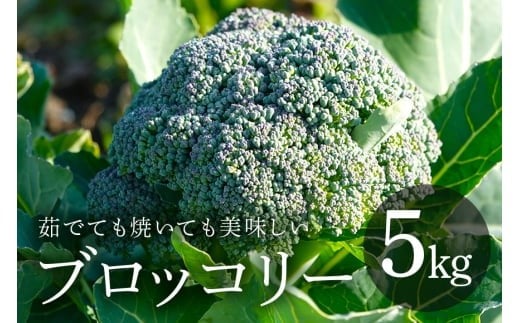 ブロッコリー 5kg 緑黄色野菜 野菜 ベジタブル グリーン 常温便 国産 茨城県産 旬 料理用 スープ サラダ 冷凍保存可 加熱調理 家庭用 業務用 産地直送 農園直送 茨城県 石岡市 (A33-004)茨城県石
