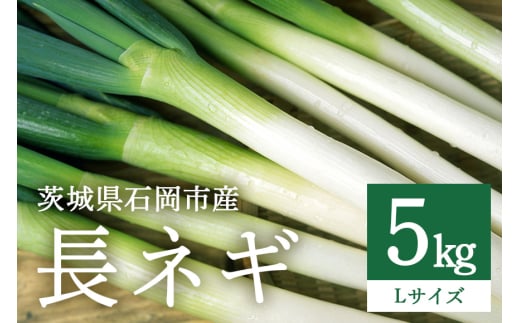 長ネギ Lサイズ 5kg (A34-001)茨城県石岡市12000野菜・きのこ玉ねぎ・ねぎ