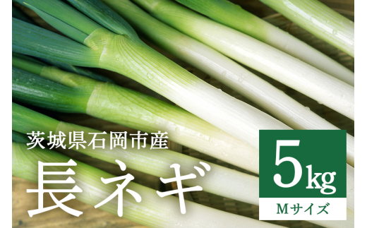 長ネギ Mサイズ 5kg (A34-002)茨城県石岡市12000野菜・きのこ玉ねぎ・ねぎ