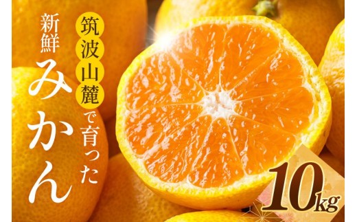 筑波山麓で育った新鮮ミカン10kg みかん ミカン フルーツ 果物 くだもの 茨城県 石岡市 A42-002茨城県石岡市20000果物・フルーツみかん・柑橘類