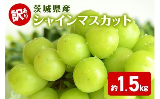 󂠂 VC}XJbg i 1.5kgj t[c ʕ 錧 Ήs A03-005錧Ήs13000ʕEt[c}XJbgEԂǂ