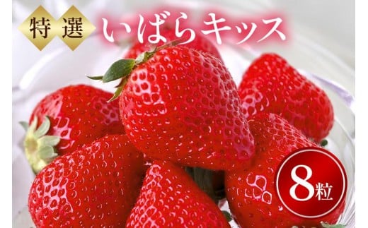 特選8玉 いばらキッス いちご イチゴ フルーツ 果物 茨城県 石岡市 A32-015茨城県石岡市7000果物・フルーツいちご