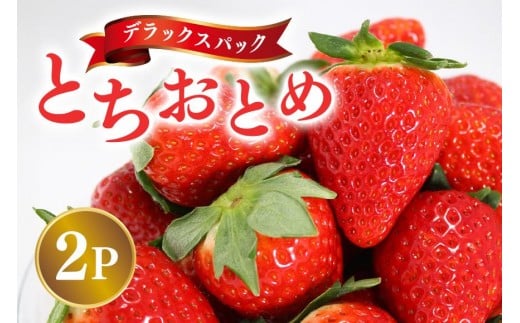 y2026Ns\zfbNXpbN ƂƂ 2p  C`S  ʕ t[c  錧 Ήs A32-020錧Ήs10000ʕEt[c