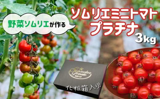 【特別栽培農産物】ソムリエミニトマト・プラチナ ( 3kg ) | 野菜 やさい トマト とまと ミニトマト みにとまと 熊本県 玉名市熊本県玉名市14000野菜・きのこトマト