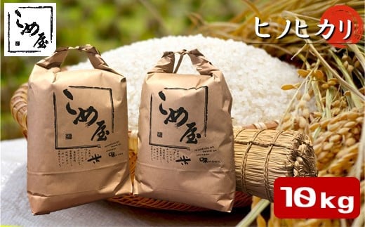 熊本県産 「 ヒノヒカリ 」 10kg | 米 こめ お米 おこめ 白米 精米 ひのひかり 熊本県 玉名市熊本県玉名市36000米・パン白米