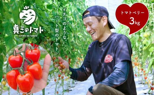 ミニトマト 生産量 日本一 玉名市 !! トマトベリー 約 3kg | 野菜 トマト プチトマト 希少 熊本 玉名 くまもと たまな熊本県玉名市10000野菜・きのこトマト