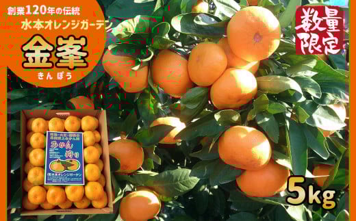 温州みかん 【 限定 50セット 】 高級品種 「 金峯 5kg 」 水本オレンジガーデン | フルーツ 果物 くだもの 柑橘 ミカン みかん 温州ミカン きんぽう 熊本県 玉名市熊本県玉名市18000果物・フル