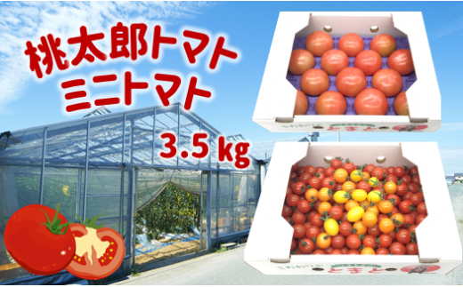 蘇鉄園芸のトマト三昧 (ミニトマト2kg + 桃太郎トマト14個) | 野菜 やさい トマト とまと ミニトマト セット 熊本県 玉名市熊本県玉名市14000野菜・きのこトマト