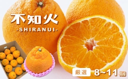 玉名産 「 不知火 」 厳選  8〜11個 | 果物 くだもの フルーツ 柑橘 柑橘類 みかん 不知火 熊本県 玉名市 厳選熊本県玉名市14000果物・フルーツみかん・柑橘類