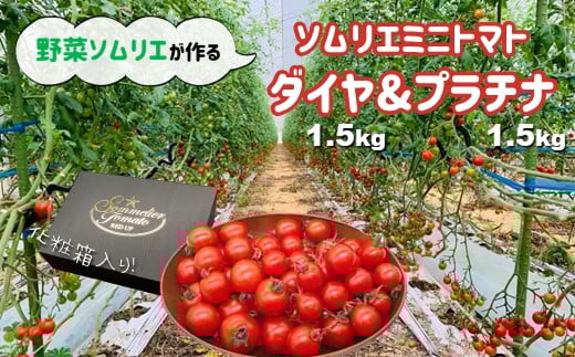 【特別栽培農産物】ソムリエミニトマト 食べ比べ3kg ( プラチナ + ダイヤ ) | 野菜 やさい トマト とまと ミニトマト 野菜ソムリエ 食べ比べ セット 熊本県 玉名市熊本県玉名市14000野菜・きの