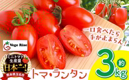 ミニトマト生産量 日本一 玉名市 !! 「 トマ・ランタン 」 約 3kg | ミニトマト トマト Vege Rise ミニトマト 野菜 高糖度 濃厚 ミニトマト アイコ プチトマト 熊本県 玉名市 くまもと たまな熊