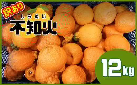 熊本県産 不知火 ≪ 訳あり ≫ 12kg | フルーツ 果物 くだもの 柑橘 みかん ミカン オレンジ しらぬい 熊本県 玉名市熊本県玉名市14000果物・フルーツみかん・柑橘類
