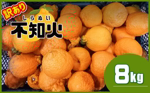 ≪ 訳あり ≫ 不知火 熊本県産 8kg | フルーツ 果物 くだもの 柑橘 みかん ミカン オレンジ しらぬい 熊本県 玉名市熊本県玉名市11000果物・フルーツみかん・柑橘類