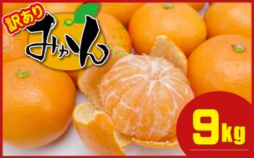 ≪ 訳あり ≫ 熊本県産 温州みかん 約 9kg + 約 0.5kg (補償分) | 果物 フルーツ くだもの みかん ミカン 温州ミカン 訳アリ 熊本県 玉名市熊本県玉名市10000果物・フルーツみかん・柑橘類