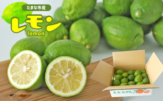 玉名市産 レモン 2kg 【 熊本玉名・みかん専門店より 】 | フルーツ 果物 くだもの 柑橘 れもん 玉名 たまな 熊本県 玉名市熊本県玉名市9000果物・フルーツみかん・柑橘類