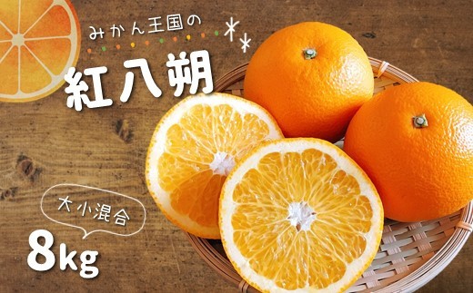 『 みかん王国 』 の 紅八朔 8kg | フルーツ 果物 くだもの 柑橘 柑橘類 みかん ミカン 熊本県 玉名市熊本県玉名市16000果物・フルーツみかん・柑橘類