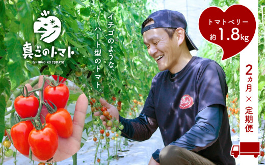 【 定期便  2回 】 坂本農園 の ミニトマト ・ トマトベリー 約1.8kg × 2ヶ月 | 野菜 やさい トマト ハート 熊本県 玉名市 定期熊本県玉名市20000野菜・きのこトマト